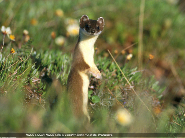 Обои картинки фото животные, хорьки, ласки, соболи, горностаи, куницы