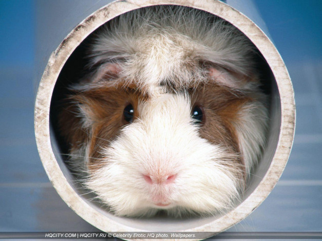 Обои картинки фото животные, морские, свинки, хомяки