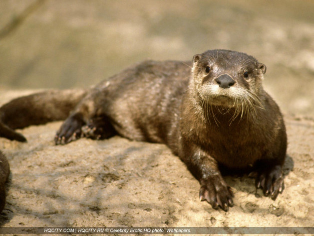 Обои картинки фото животные, выдры, каланы, ондатры