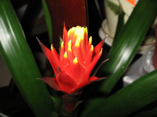 Картинка цветы