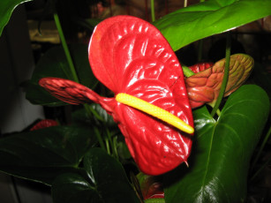 Картинка цветы антуриум цветок фламинго