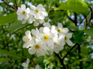 Картинка цветы цветущие деревья кустарники