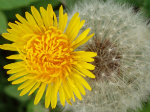 Картинка цветы одуванчики