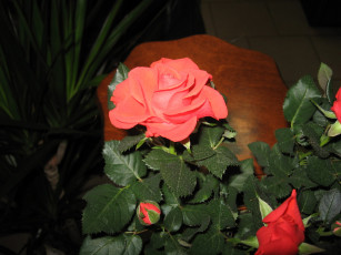 Картинка цветы розы