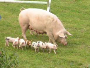 Картинка животные свиньи кабаны