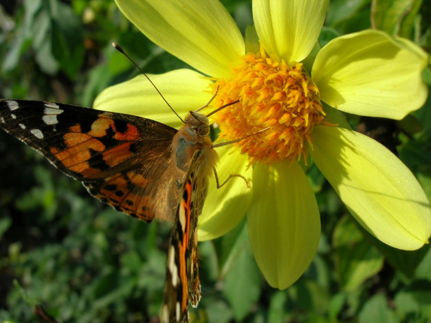 Обои картинки фото животные, бабочки