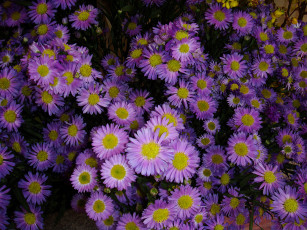 Картинка цветы астры