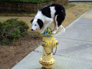 Картинка dog by jacktpk животные собаки