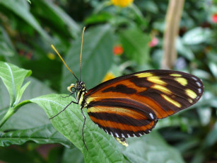 Картинка животные бабочки