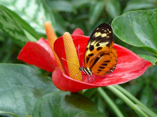 Картинка животные бабочки