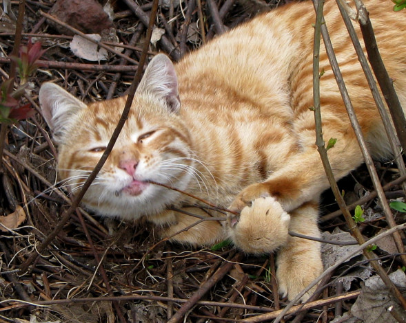 Обои картинки фото животные, коты