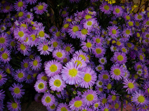 Обои картинки фото цветы, астры