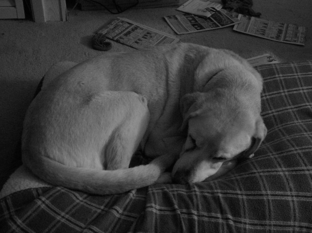 Обои картинки фото speicher, by, bravo, requiem, животные, собаки