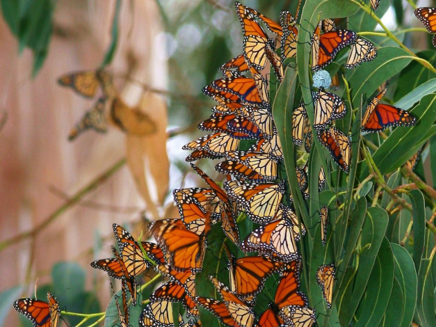 Обои картинки фото животные, бабочки