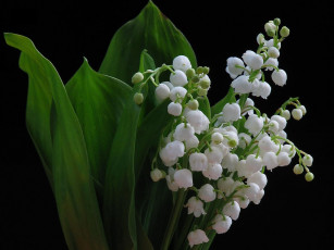 Картинка цветы ландыши