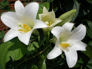 Картинка цветы лилии лилейники