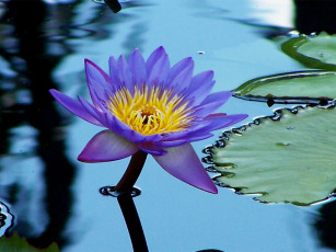 Картинка цветы лилии водяные нимфеи кувшинки