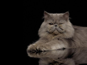 Картинка животные коты