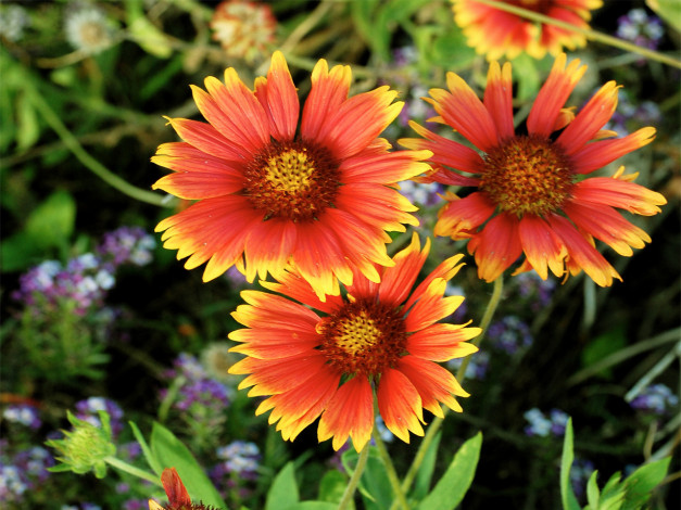 Обои картинки фото цветы, гайлардии, гелениумы