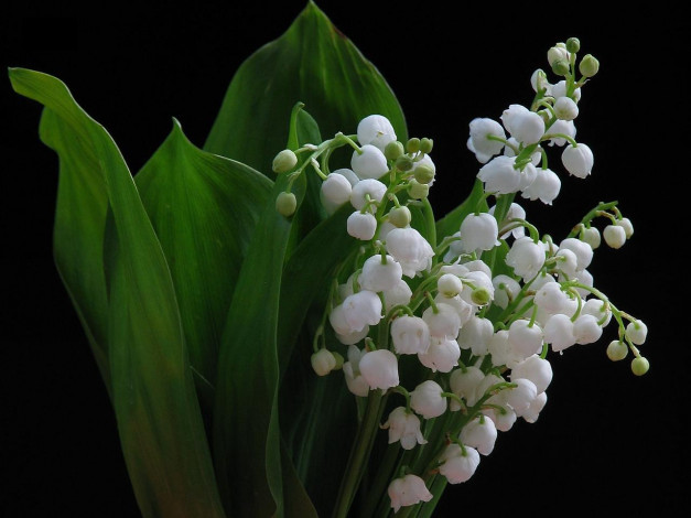 Обои картинки фото цветы, ландыши