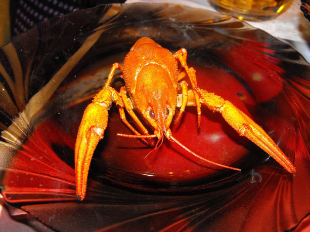 Обои картинки фото еда, рыба, морепродукты, суши, роллы