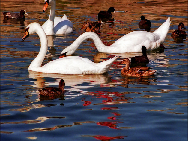 Обои картинки фото животные, птицы