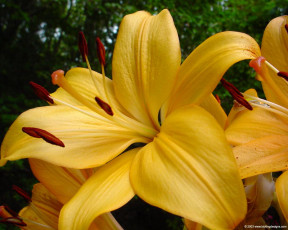 обоя цветы, лилии, лилейники