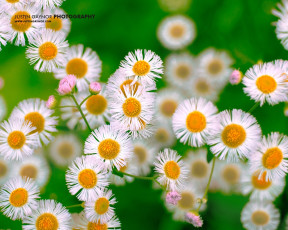 Картинка цветы ромашки