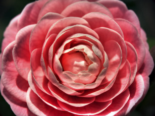 Картинка цветы камелии