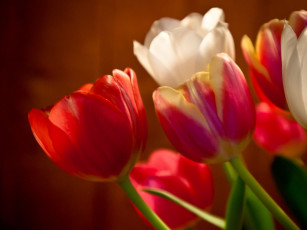 Картинка цветы тюльпаны