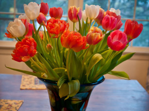 Картинка цветы тюльпаны
