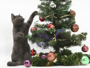 Картинка животные коты