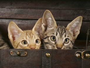 Картинка животные коты