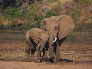 Картинка животные слоны