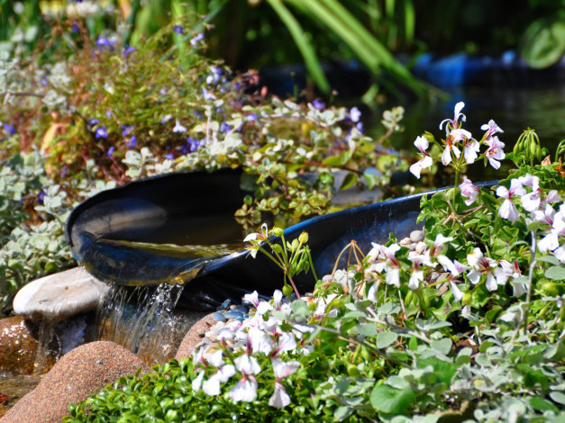 Обои картинки фото цветы