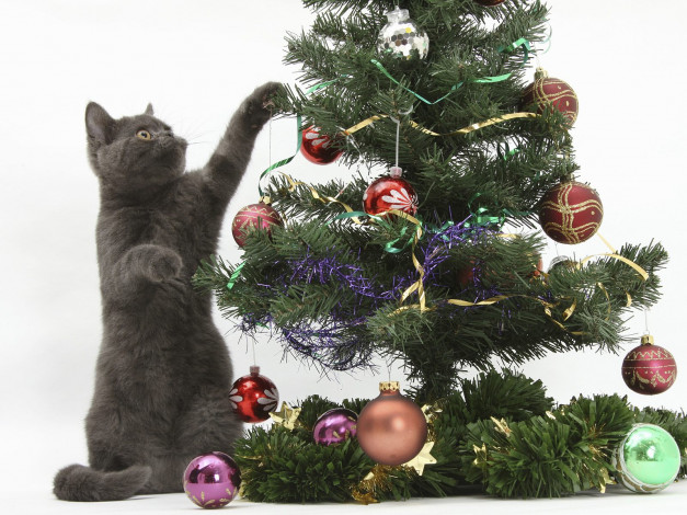 Обои картинки фото животные, коты