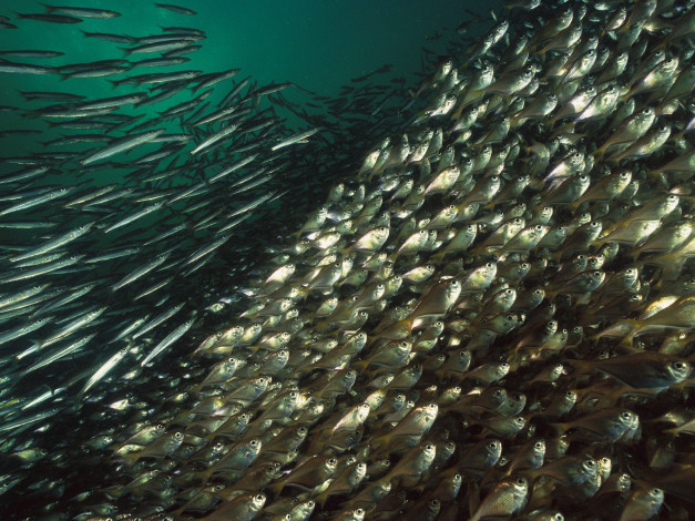 Обои картинки фото животные, рыбы