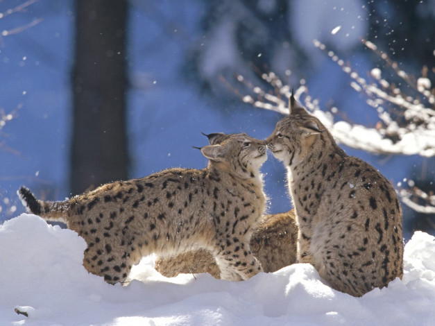 Обои картинки фото животные, рыси