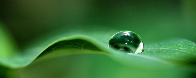 Обои картинки фото природа, макро