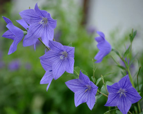 Картинка цветы колокольчики