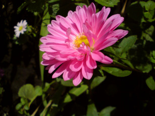 Картинка цветы астры