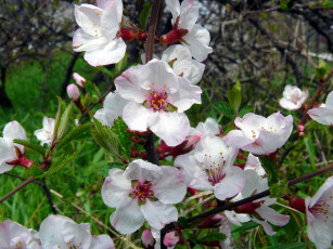 Картинка цветы цветущие деревья кустарники