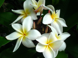 Картинка цветы плюмерия