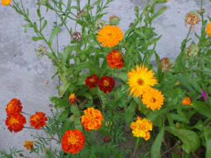 Картинка цветы разные вместе