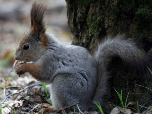 Картинка животные белки