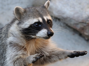 Картинка животные еноты