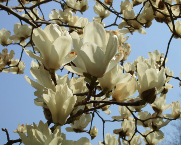 Обои картинки фото цветы, магнолии