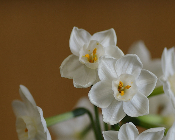 Обои картинки фото цветы, нарциссы, белые