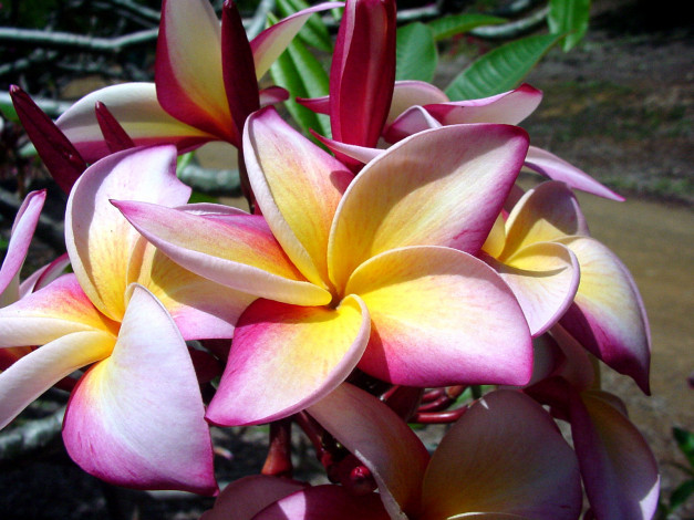 Обои картинки фото цветы, плюмерия
