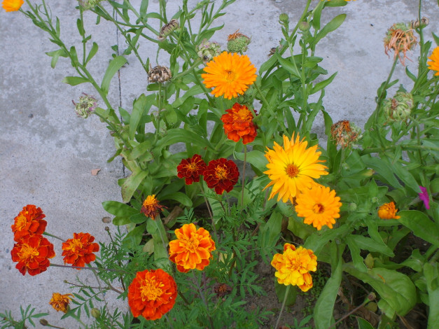 Обои картинки фото цветы, разные, вместе